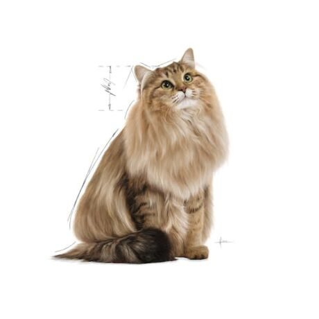 Royal-Canin-Hairball-Care