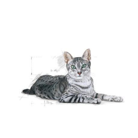 Royal-Canin-Indoor-7