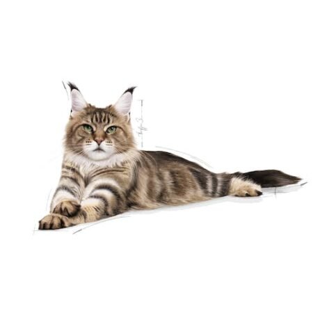 Royal-Canin-Maine-Coon-Adult