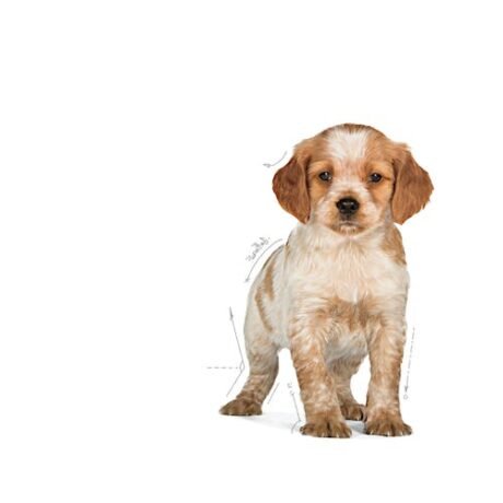 Royal-Canin-Medium-Puppy