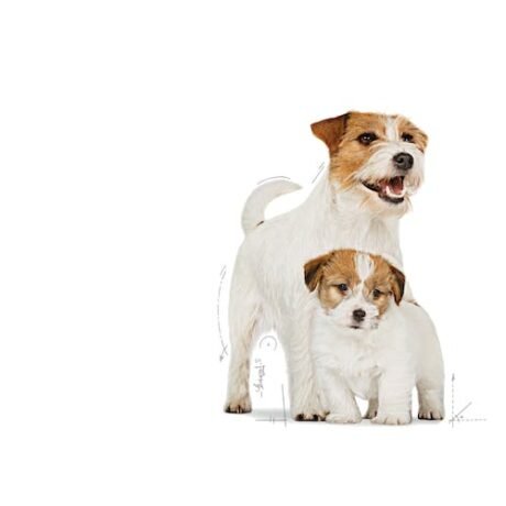 Royal-Canin-Mini-Starter