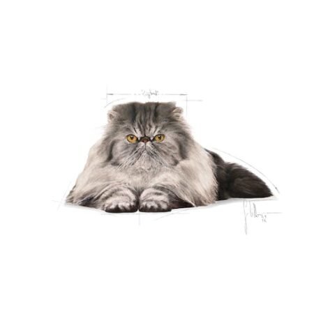 Royal-Canin-Persian-Adult