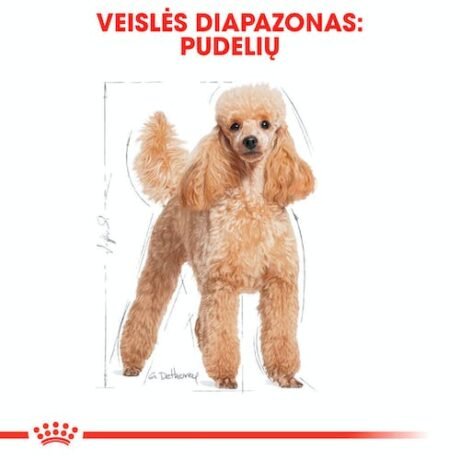 Royal-Canin-Poodle-Adult