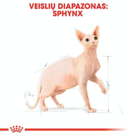 Royal-Canin-Sphynx-Adult