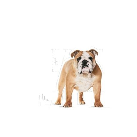 Royal-Canin-Bulldog-Adult