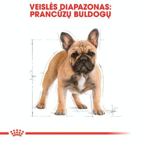 Royal-Canin-French-Bulldog-Adult