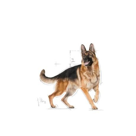 Royal-Canin-German-Shepherd-Adult