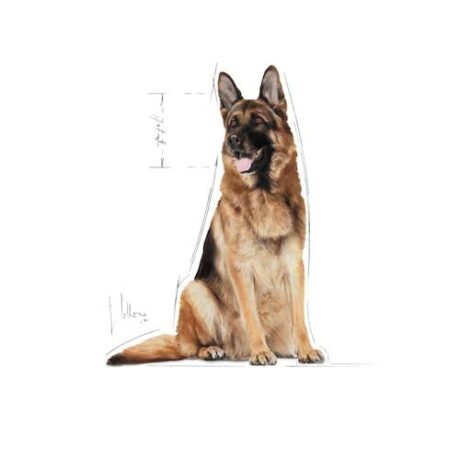 Royal-Canin-Maxi-Adult-5
