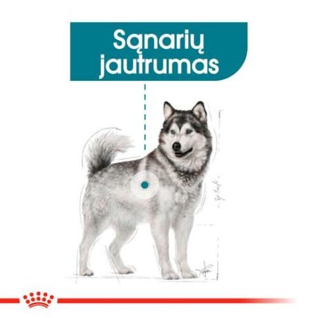 Royal-Canin-Maxi-Joint-Care