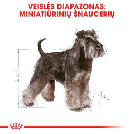 Royal-Canin-Miniature-Schnauzer-Adult