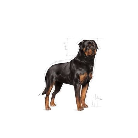 Royal-Canin-Rottweiler-Adult