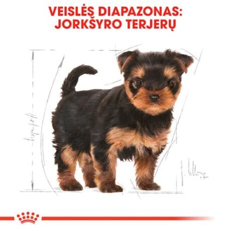 Royal-Canin-Yorkshire-Terrier-Puppy-sausas-maistas-sunims-15kg