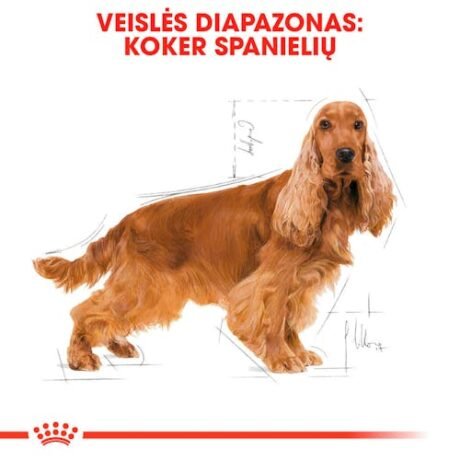 Royal-Canin-Cocker-Adult-sausas-maistas-3-kg