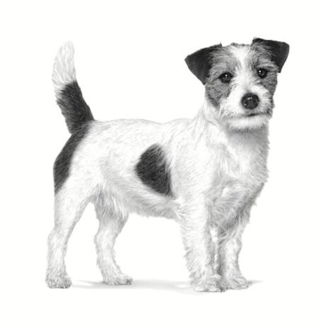 Royal-Canin-ADULT-SMALL-DOG-Sausas-Maistas-Sunim