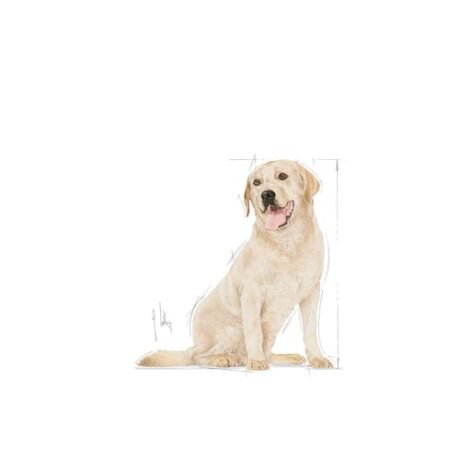 Royal-Canin-Labrador-Retriever-Adult-5