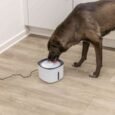 PHO_PRO_DOG_24446-3_SALL_AWK_V1