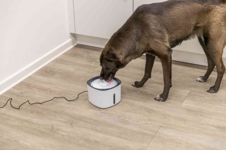 PHO_PRO_DOG_24446-3_SALL_AWK_V1