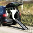PHO_PRO_DOG_39477-1_SALL_AWK_V1