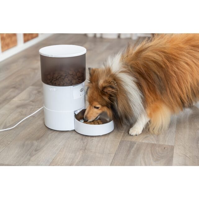 PHO_PRO_DOG_24345-1_SALL_AWK_V1